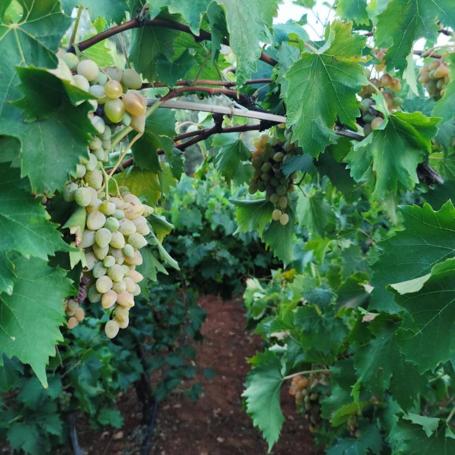 Masseria La Foggia Fasano Ngoại thất bức ảnh